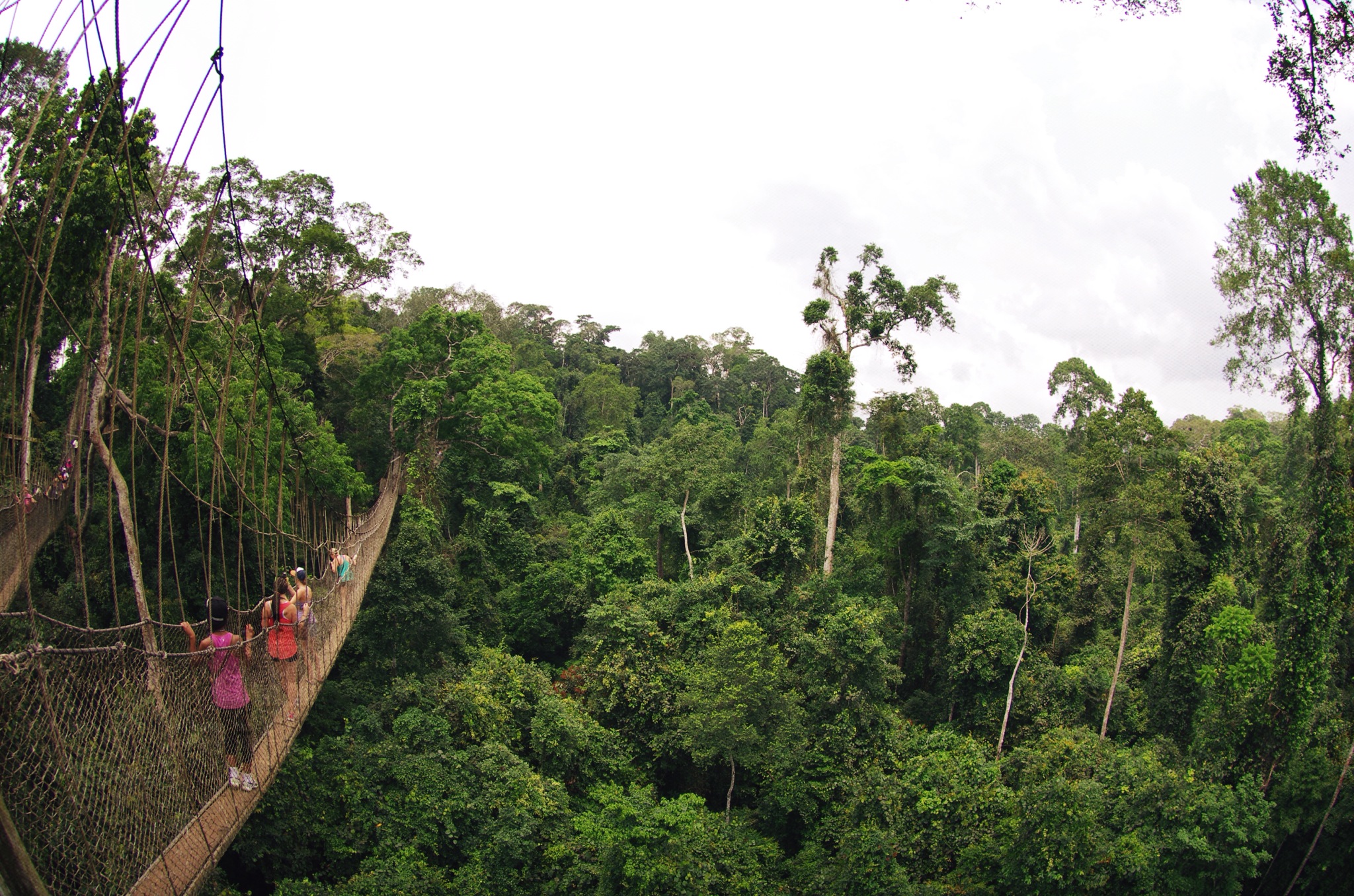 People crossing a rope bridge